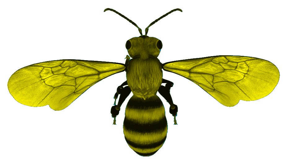 Honeybee on flower